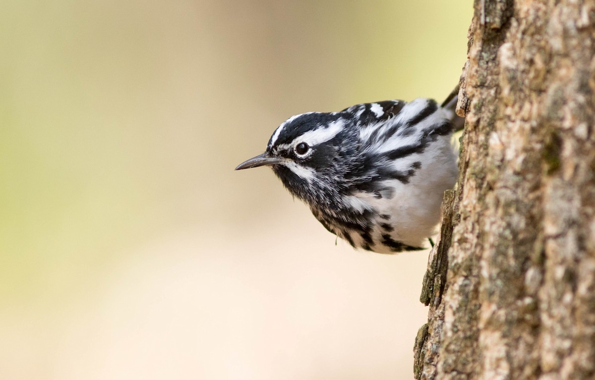 Black-and-white Warbler - ML100645831