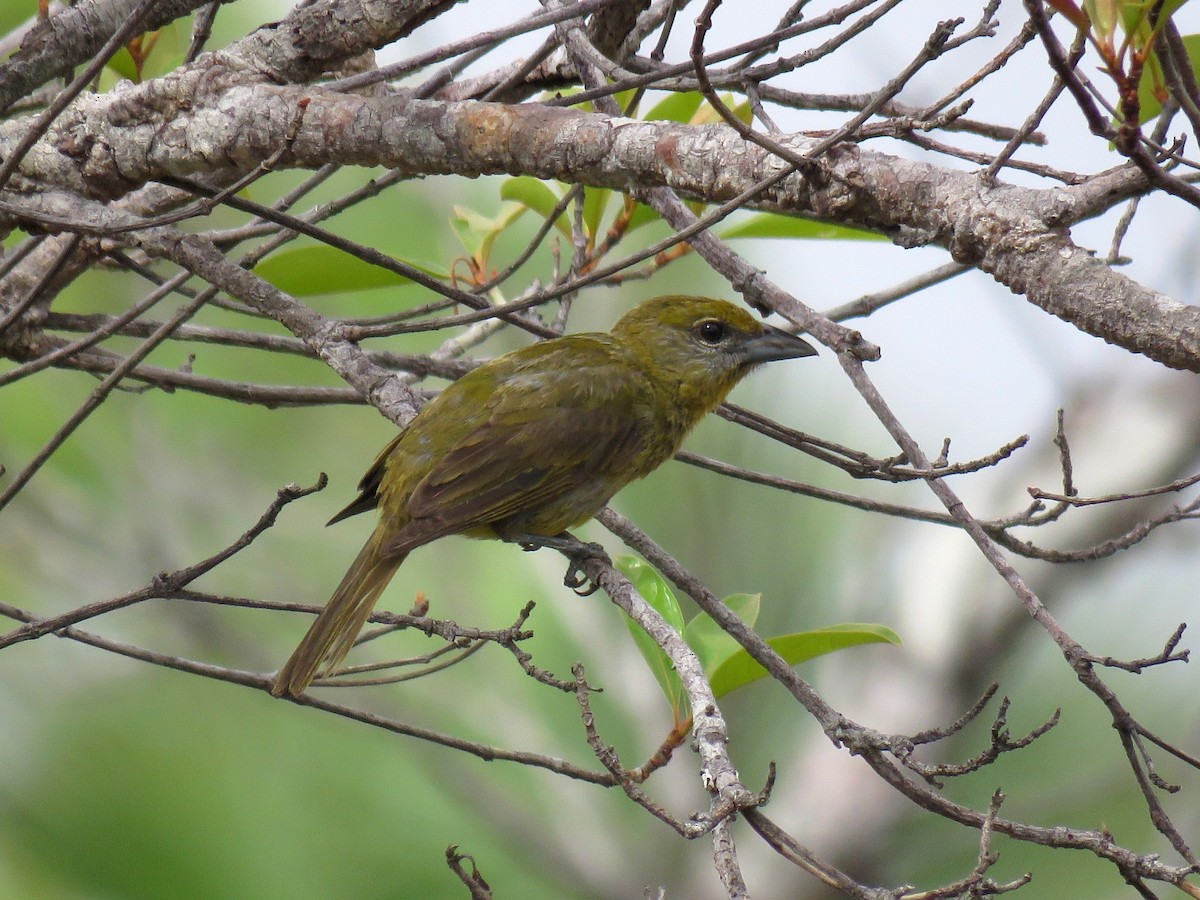 Hepatic Tanager (Northern) - ML100647581