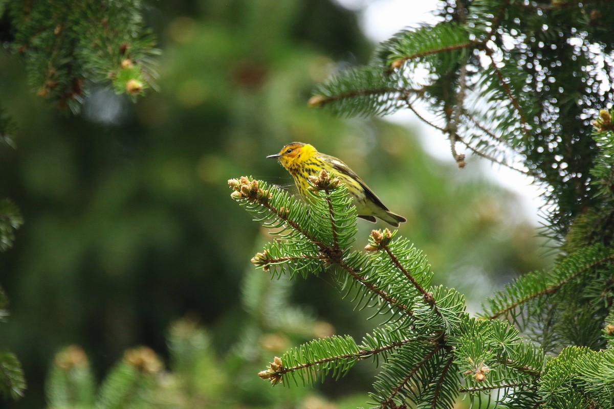 Cape May Warbler - ML100651491