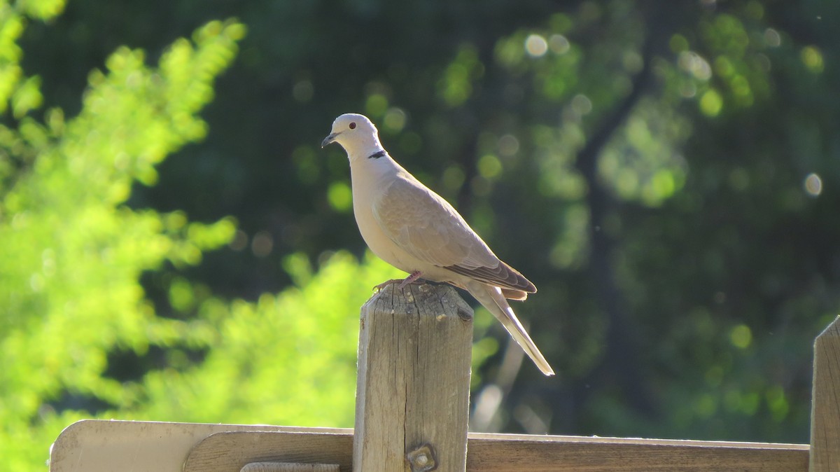 Eurasian Collared-Dove - ML100653391