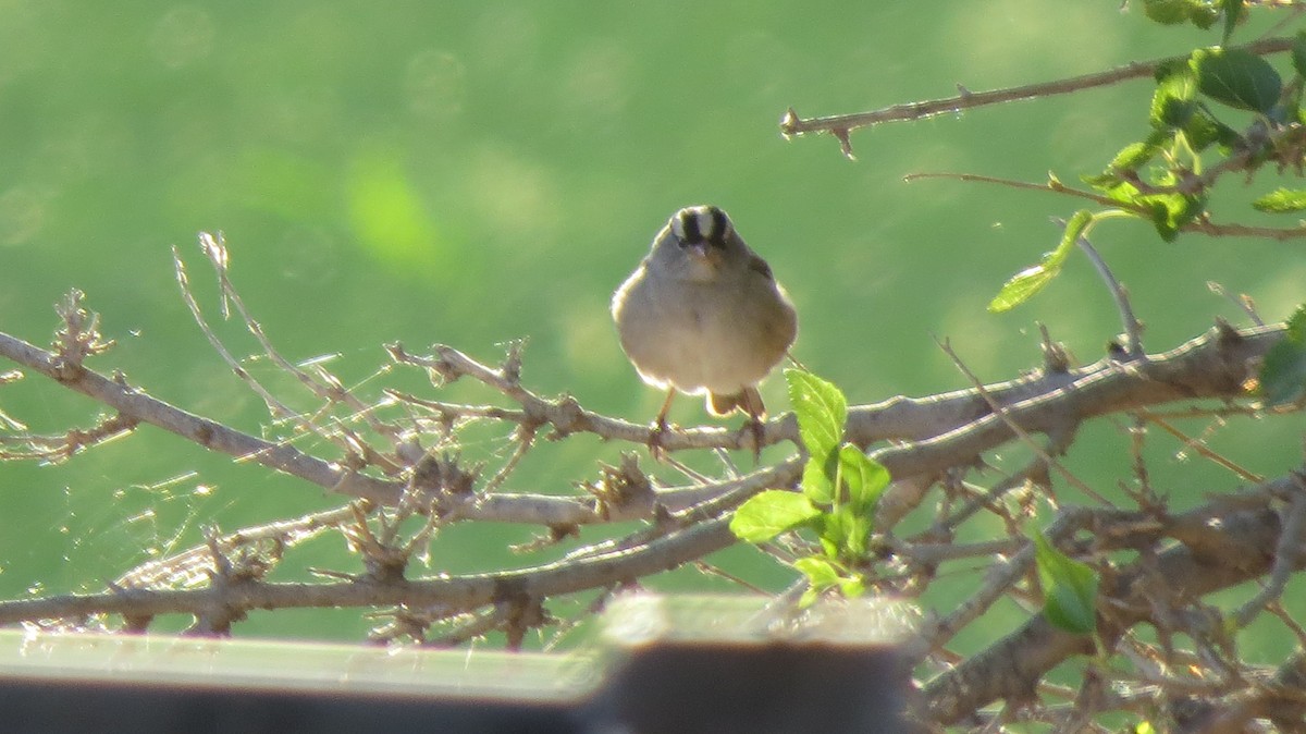 White-crowned Sparrow - Sujan Henkanaththegedara