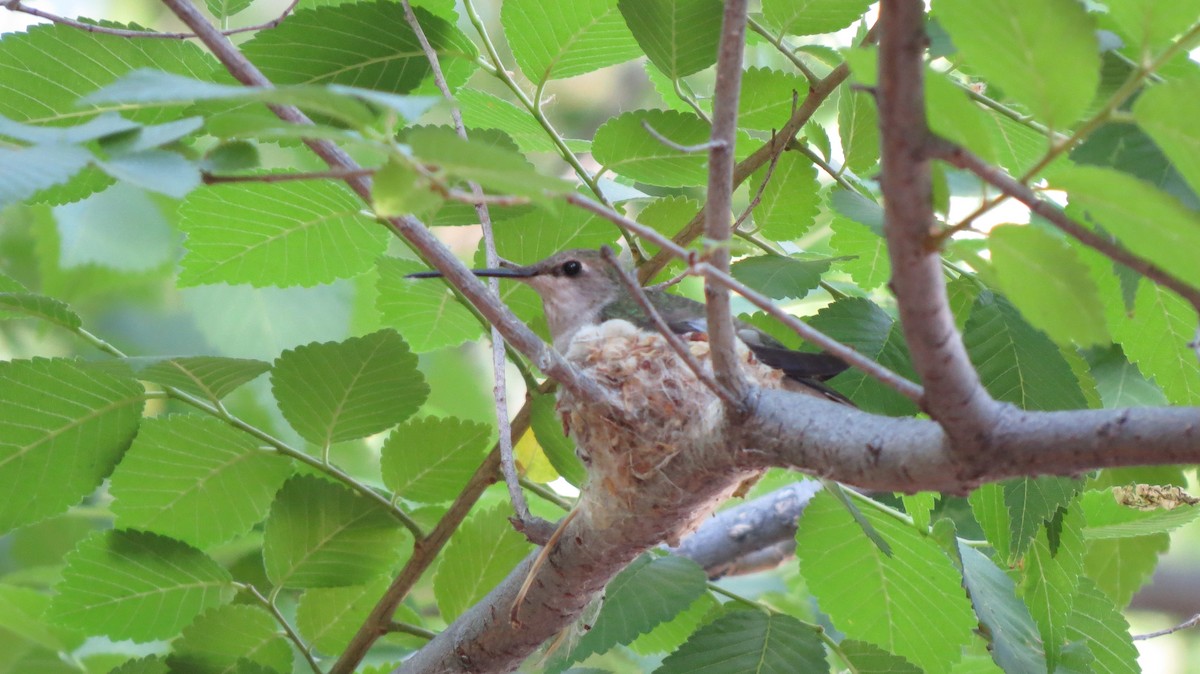 Black-chinned Hummingbird - Sujan Henkanaththegedara