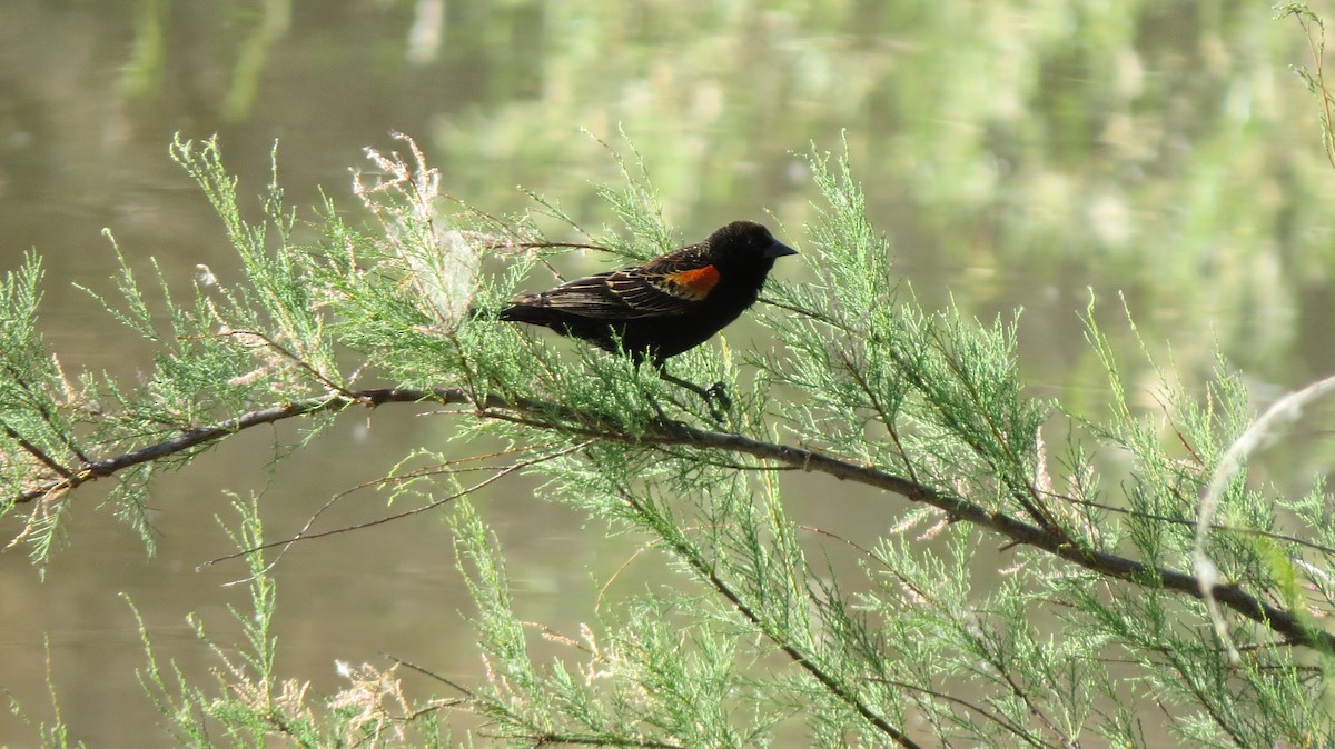 Red-winged Blackbird - Sujan Henkanaththegedara