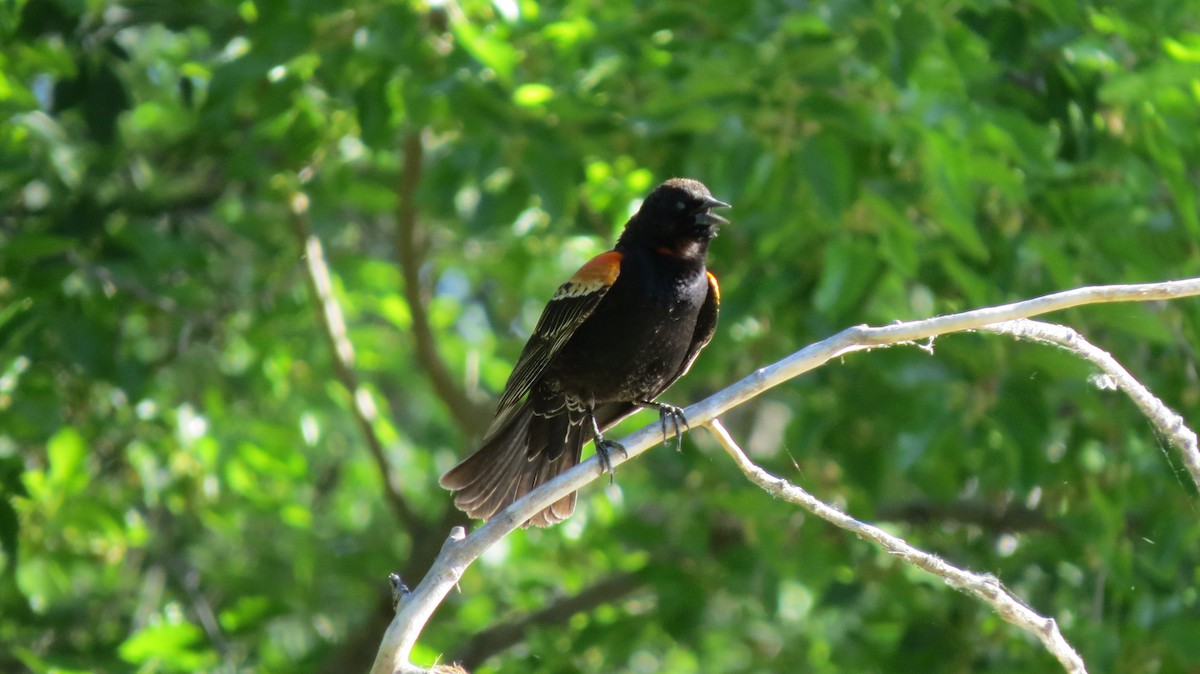 Red-winged Blackbird - Sujan Henkanaththegedara