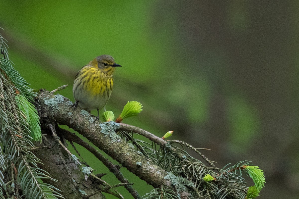 Cape May Warbler - ML100657411