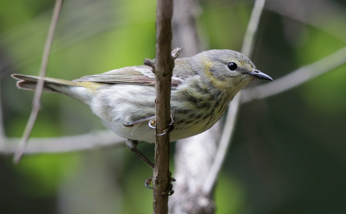 Cape May Warbler - ML100657431