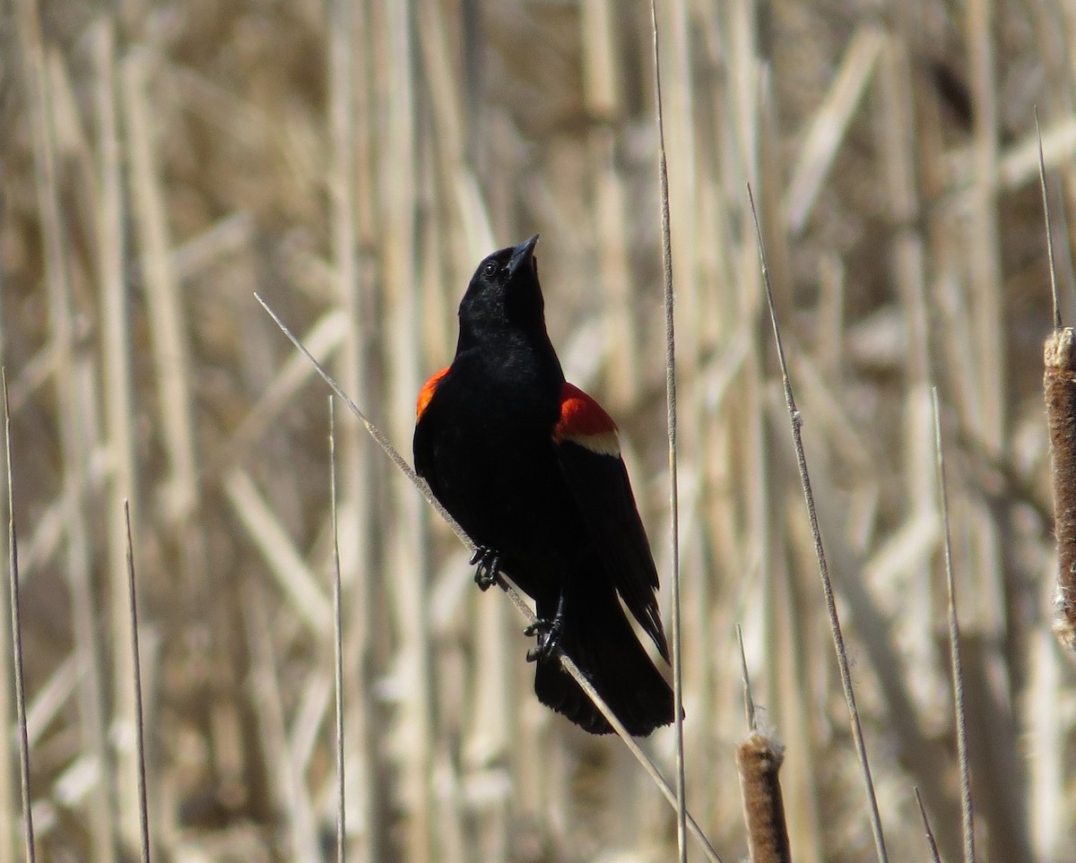 Red-winged Blackbird - ML100657611