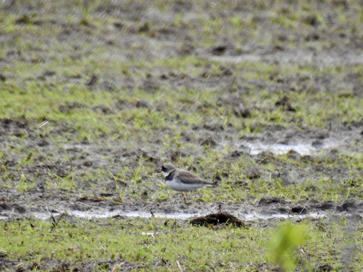 Semipalmated Plover - Ron Rind