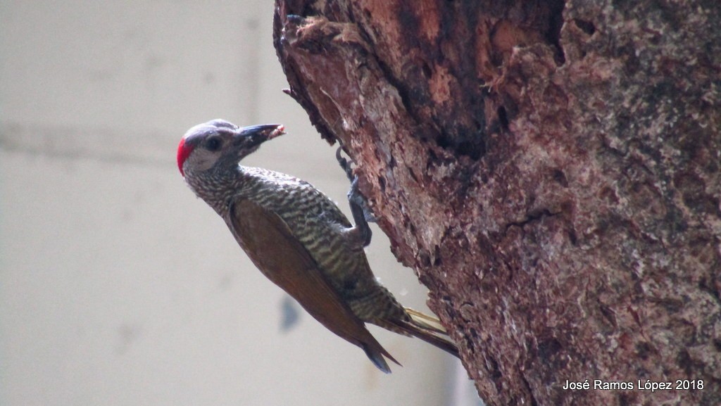 Golden-olive Woodpecker - Jose Ramos