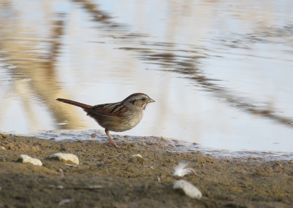Swamp Sparrow - ML100663651