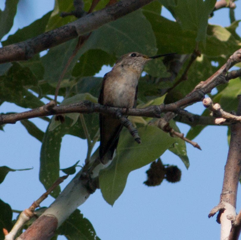 Calliope Hummingbird - Liz Shlapack