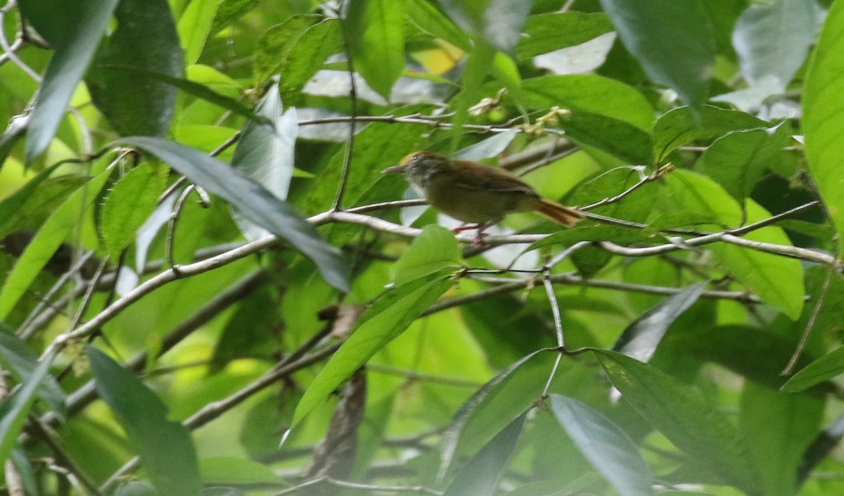Tawny-crowned Greenlet - ML100673931