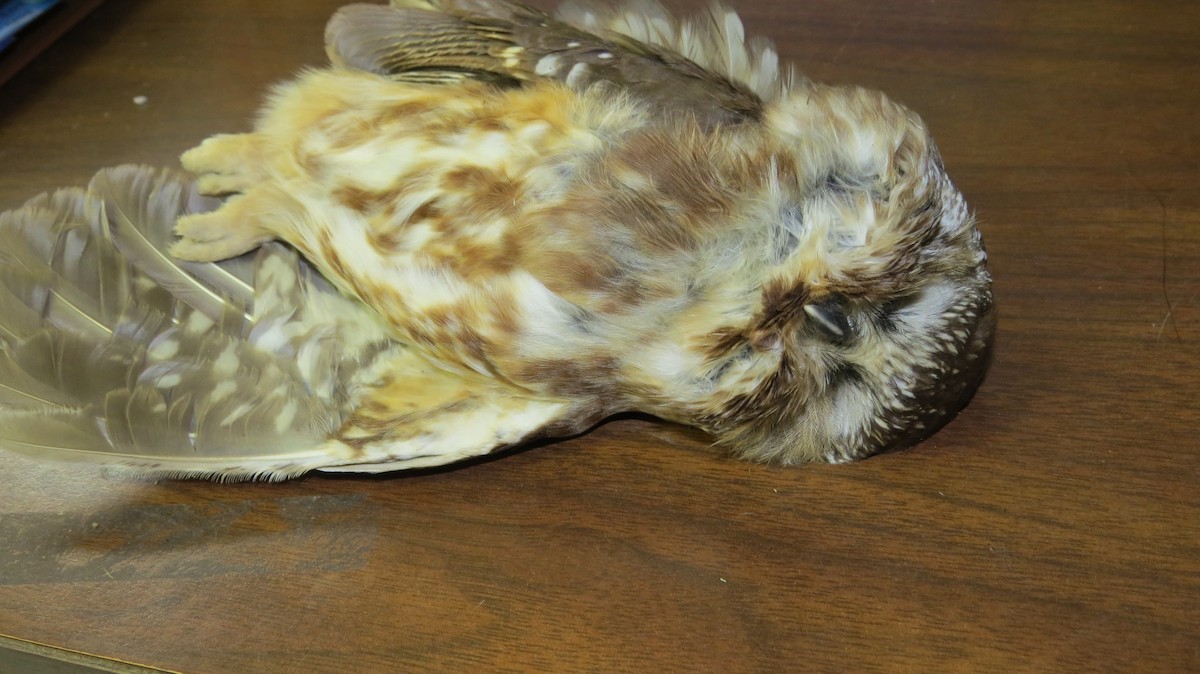 Northern Saw-whet Owl - Lewis Young