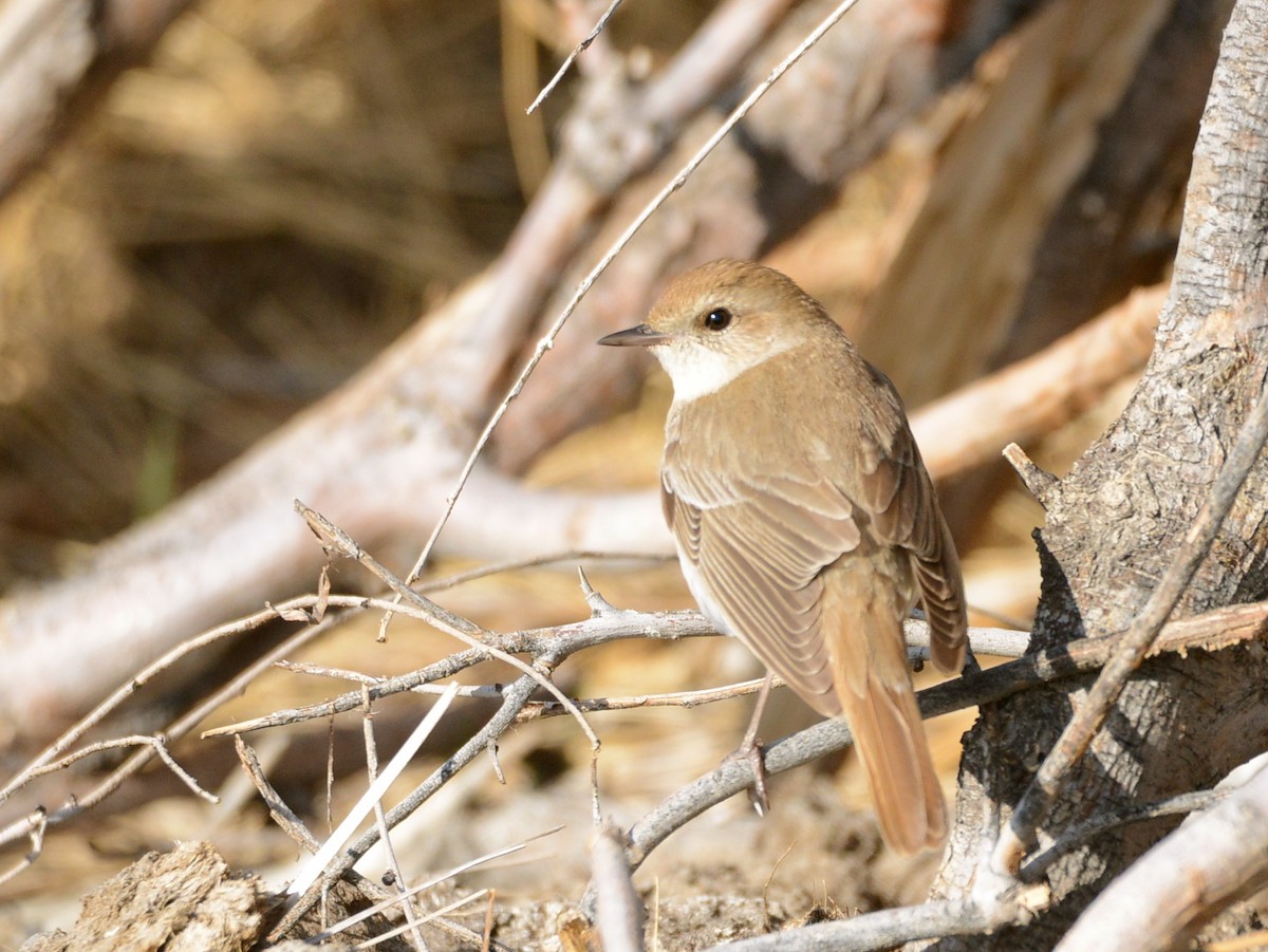 Common Nightingale (golzii) - ML100676941