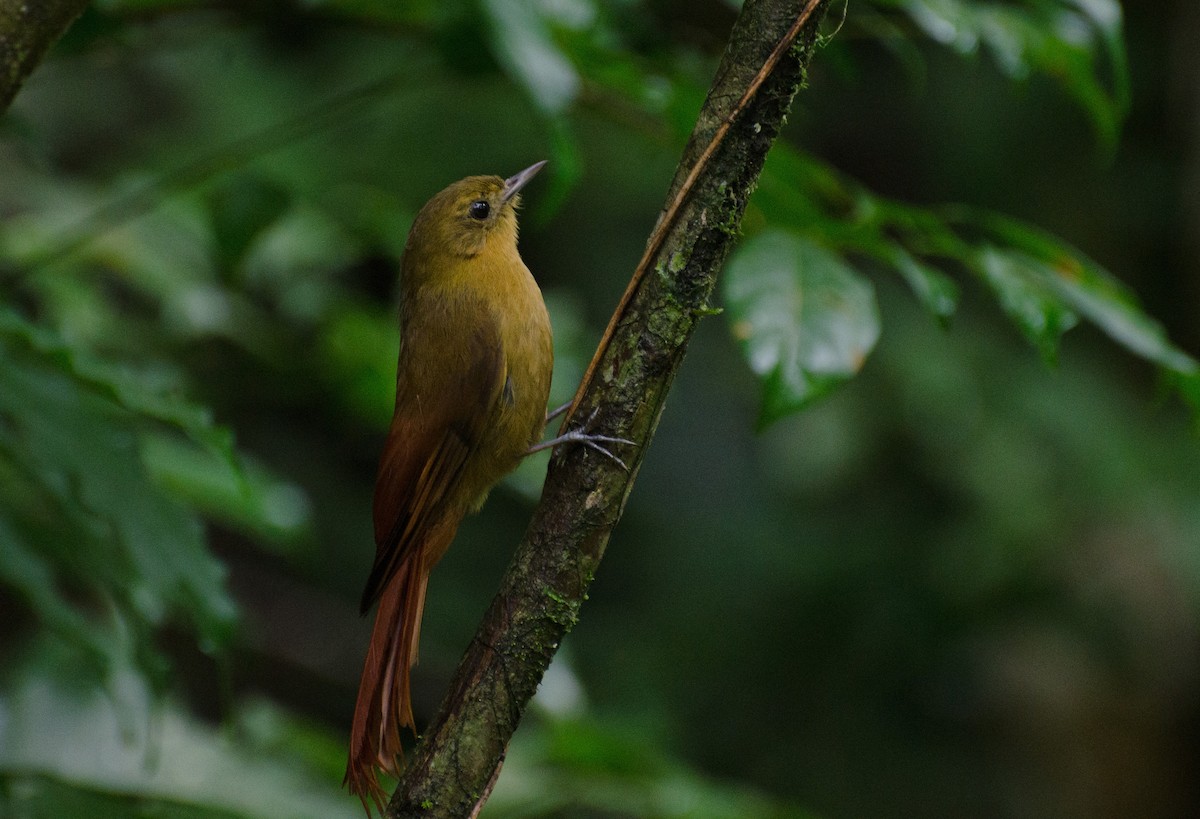 Olivaceous Woodcreeper - Marcos Eugênio Birding Guide