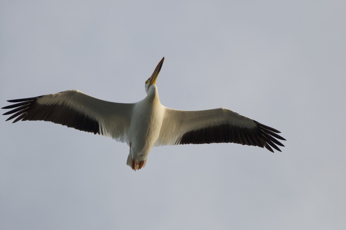 American White Pelican - Ethan Gosnell