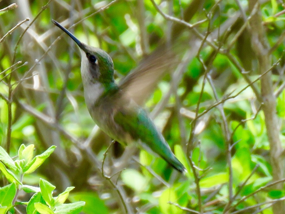 Ruby-throated Hummingbird - Frankie Prosser