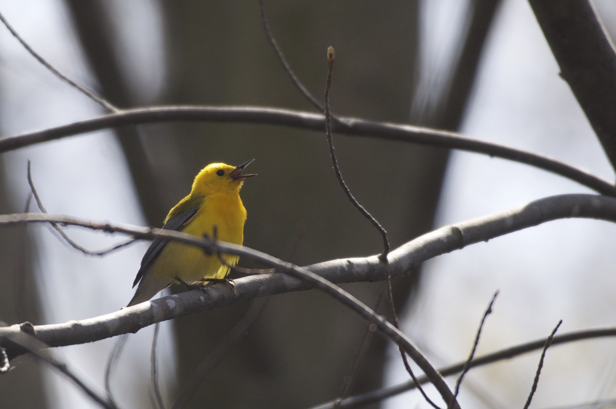 Prothonotary Warbler - Ethan Gosnell