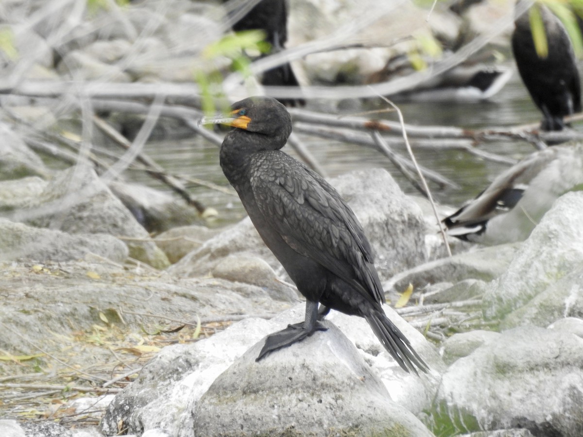 Double-crested Cormorant - Tammy Knuth