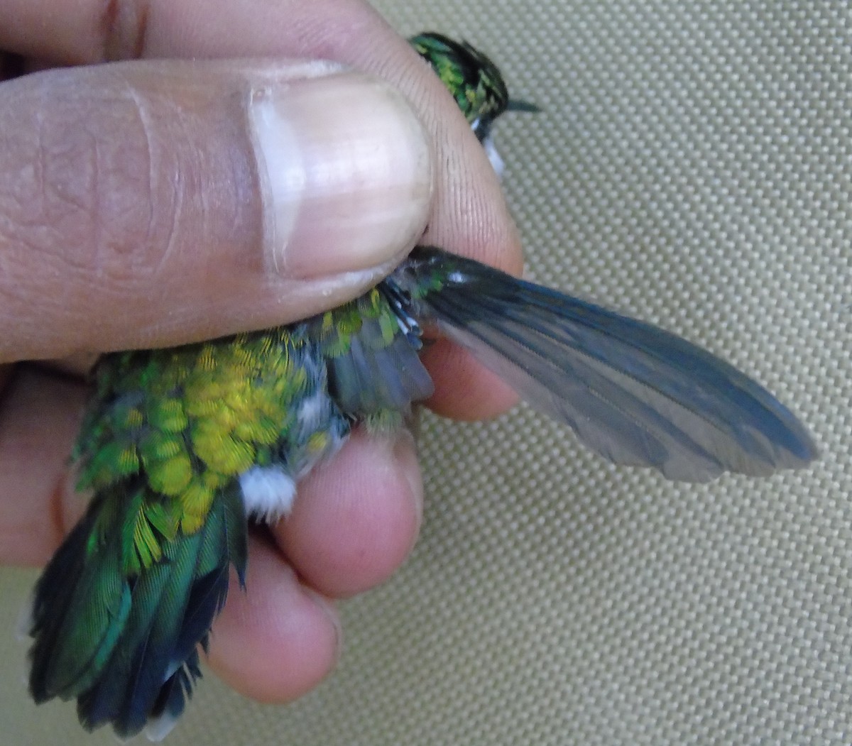 Emerald-chinned Hummingbird - Georges Duriaux