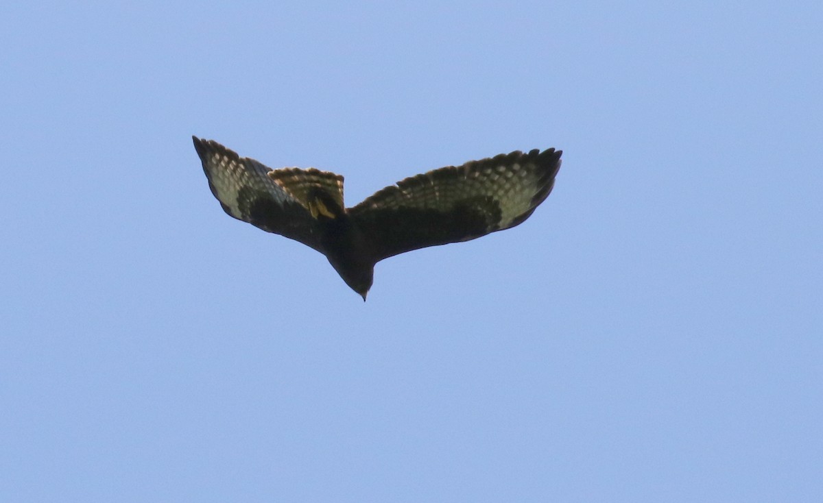 Short-tailed Hawk - Michael Woodruff