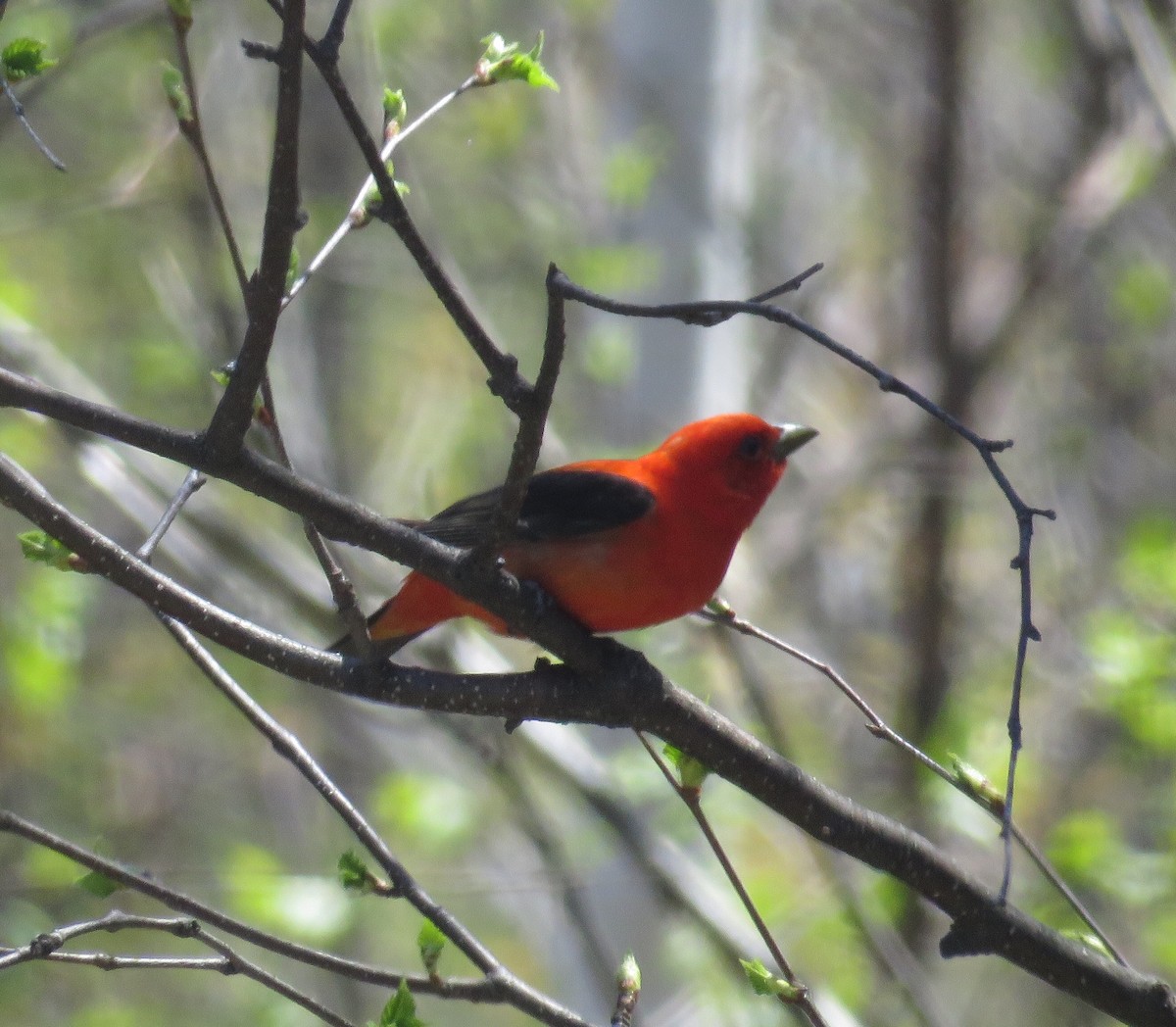 Scarlet Tanager - ML100689781