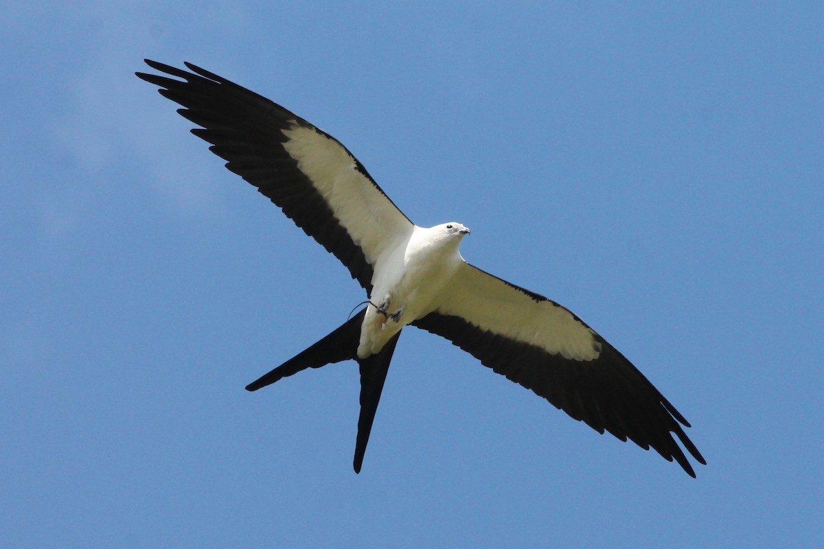 Swallow-tailed Kite - ML100690481