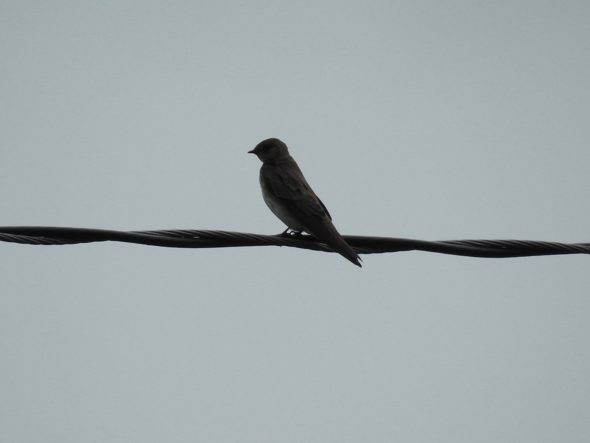 Northern Rough-winged Swallow - ML100691591