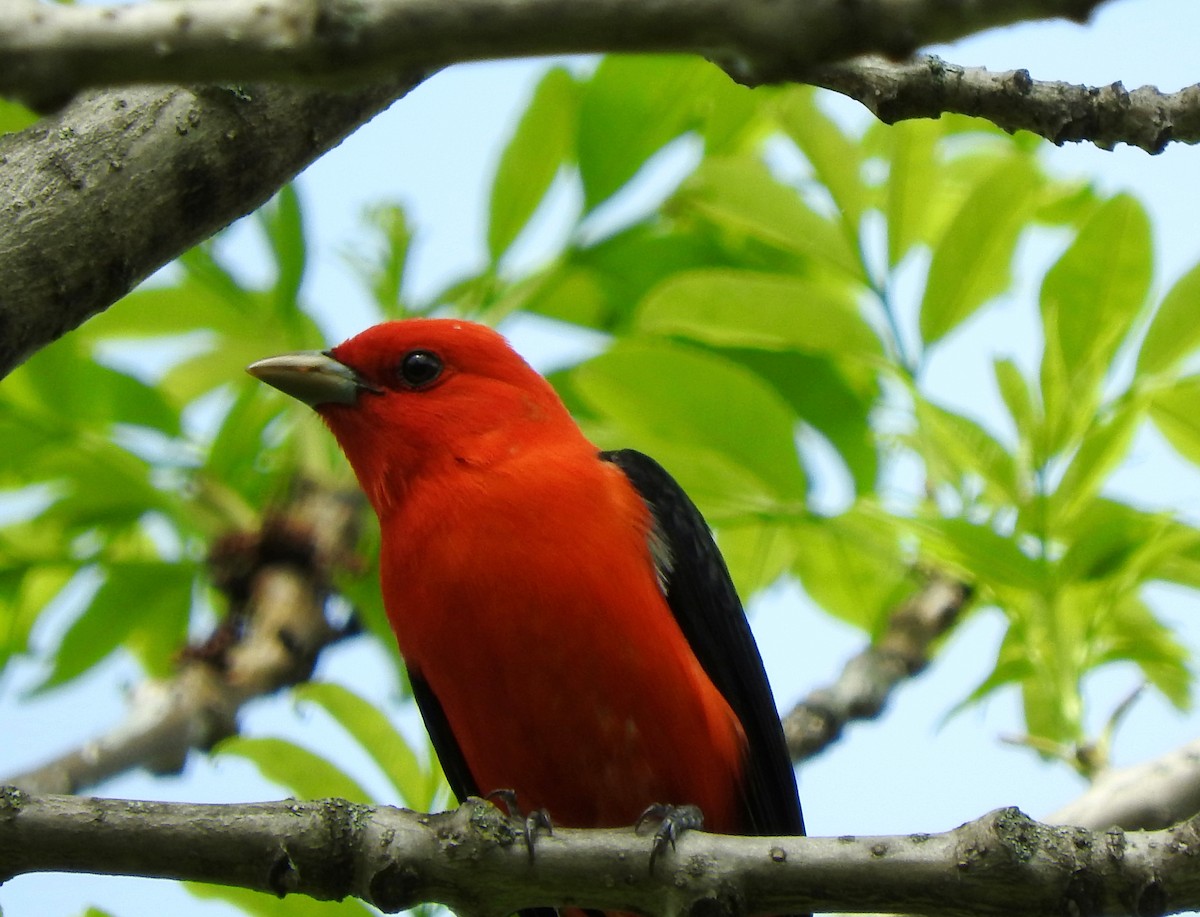 Scarlet Tanager - ML100692591