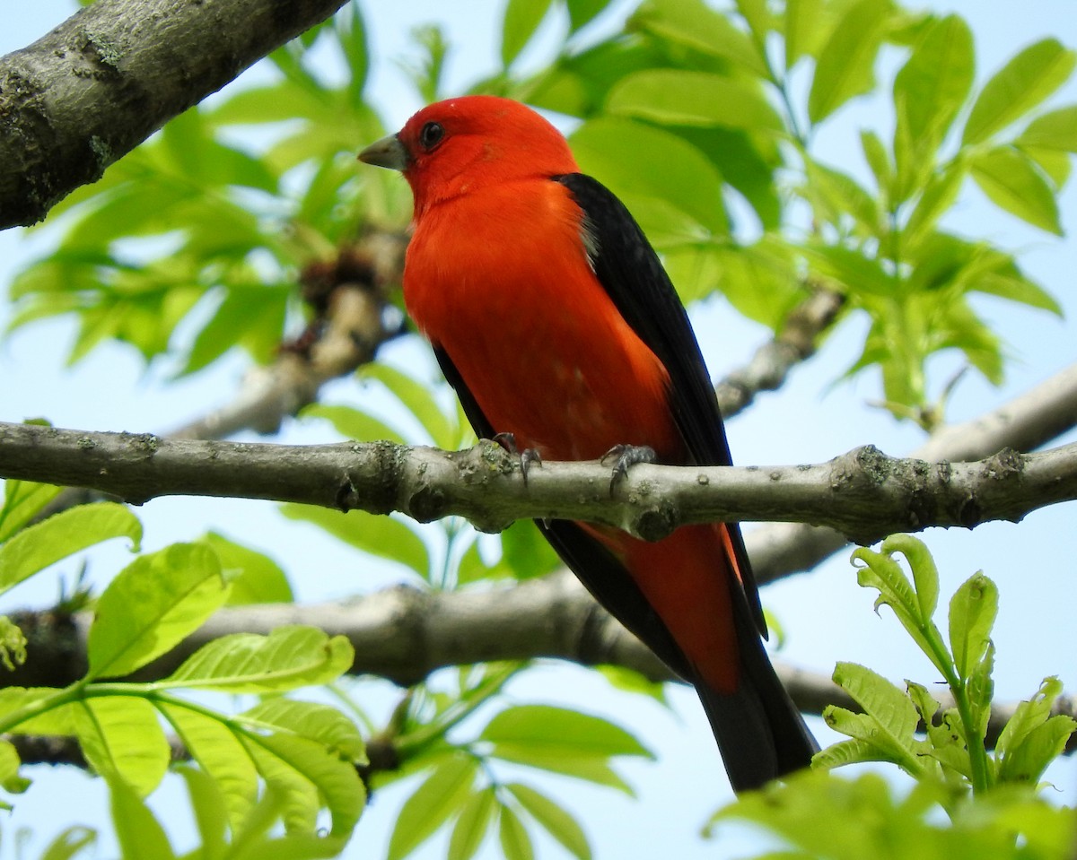 Scarlet Tanager - ML100692881