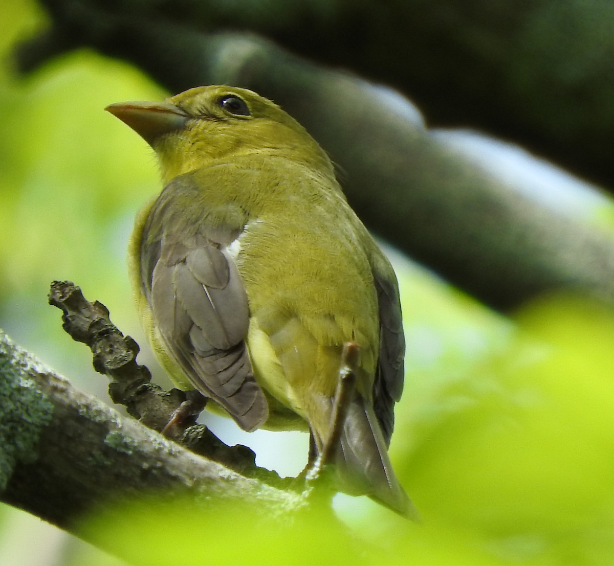 Scarlet Tanager - ML100692931