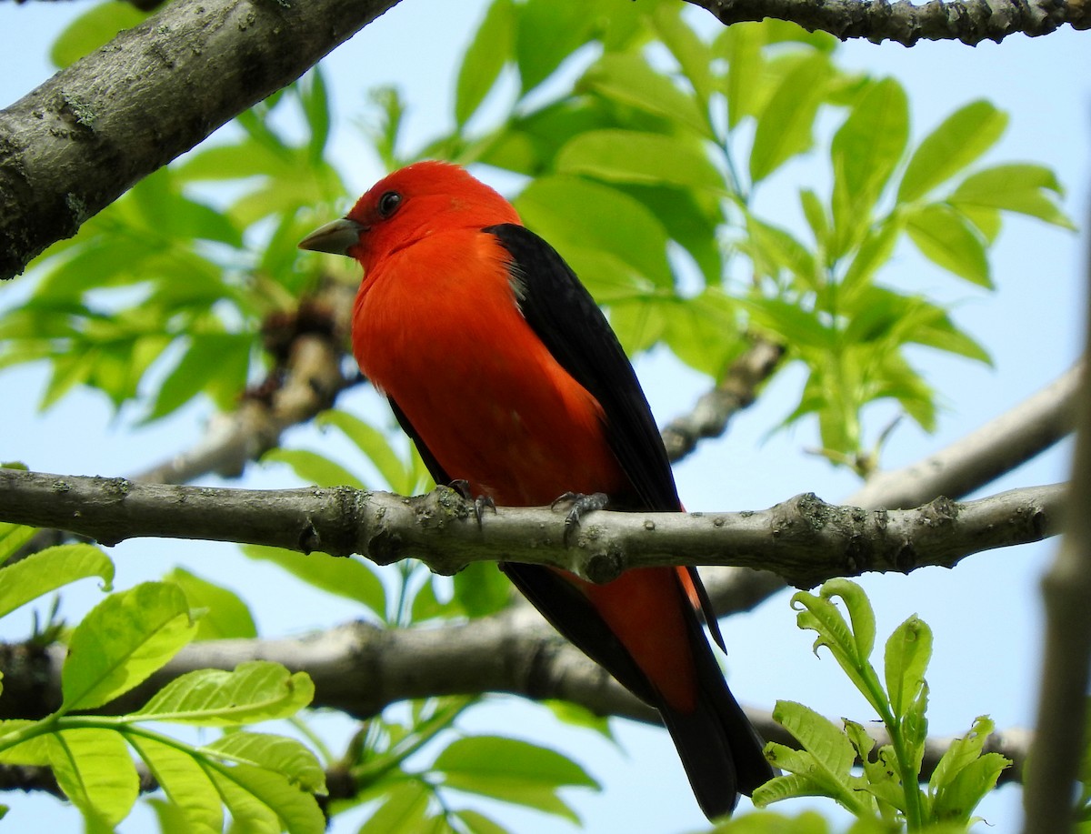 Scarlet Tanager - ML100693271