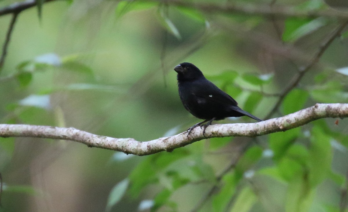 Variable Seedeater - ML100696411