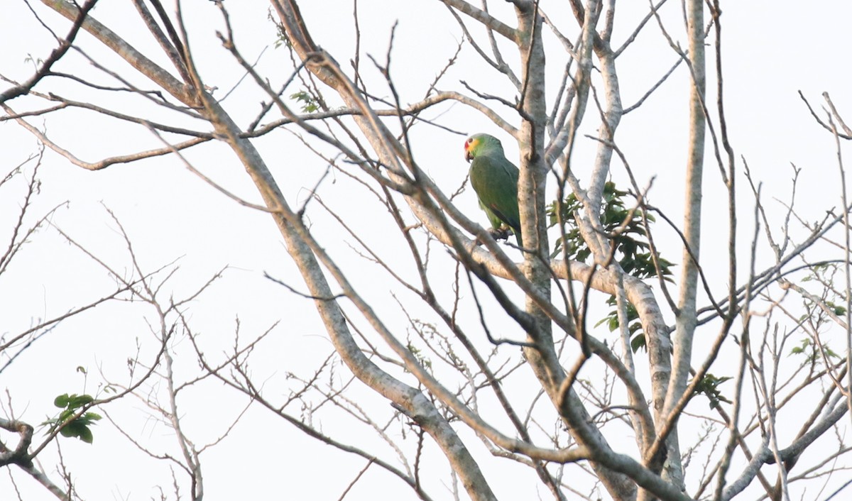 Red-lored Parrot - ML100696471