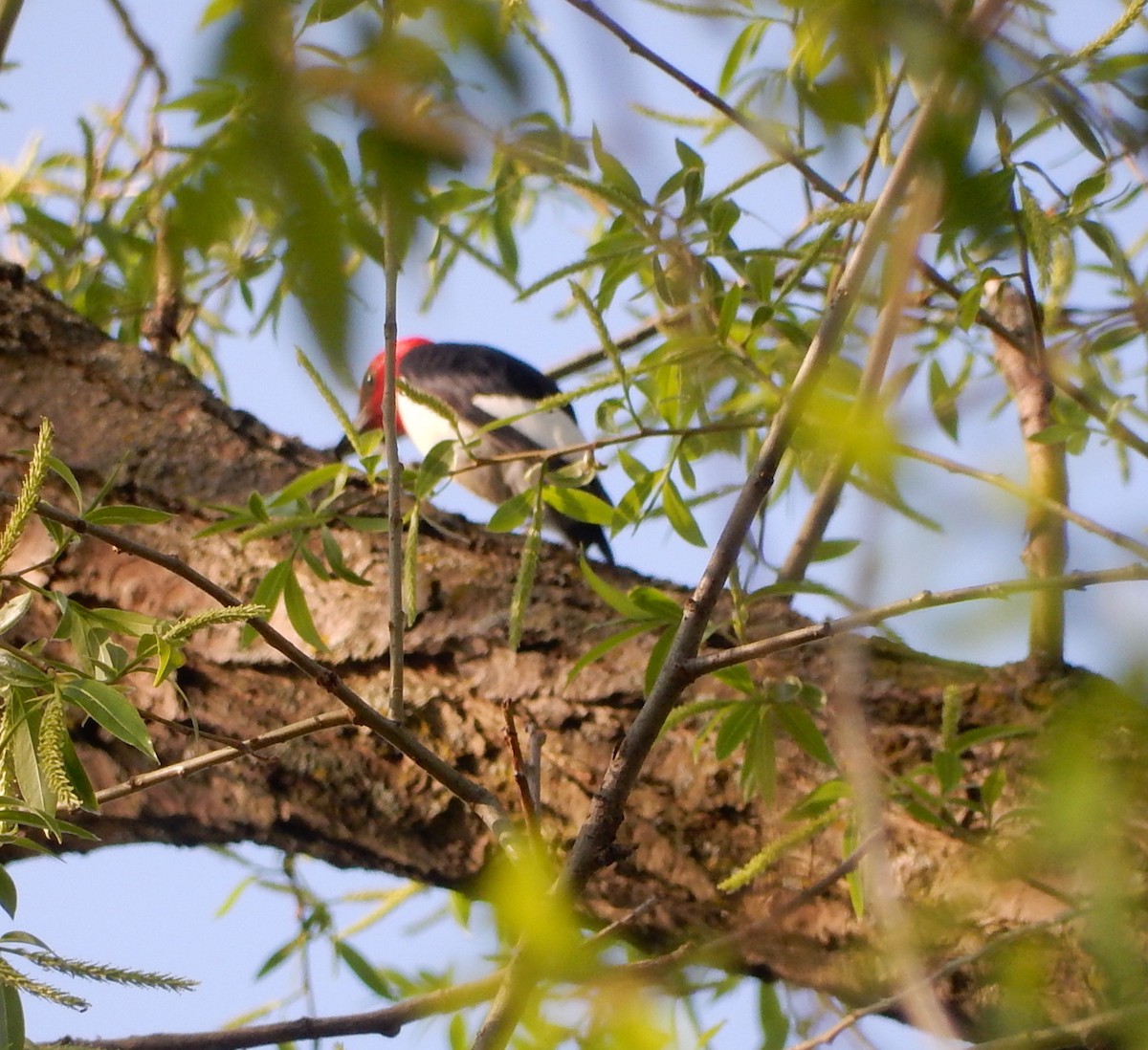 Red-headed Woodpecker - ML100702511
