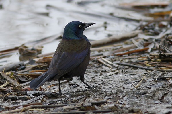 Common Grackle - Ted Keyel
