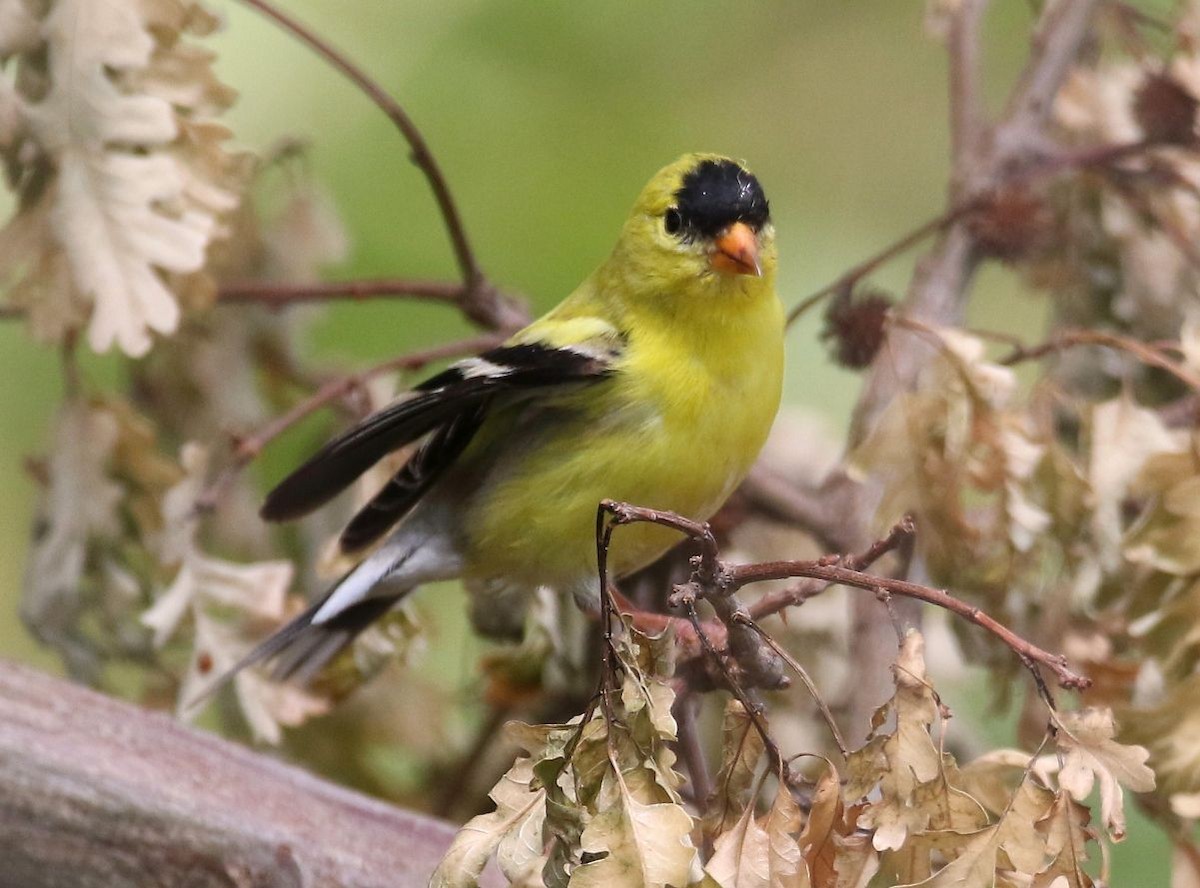 American Goldfinch - Breck Breckenridge