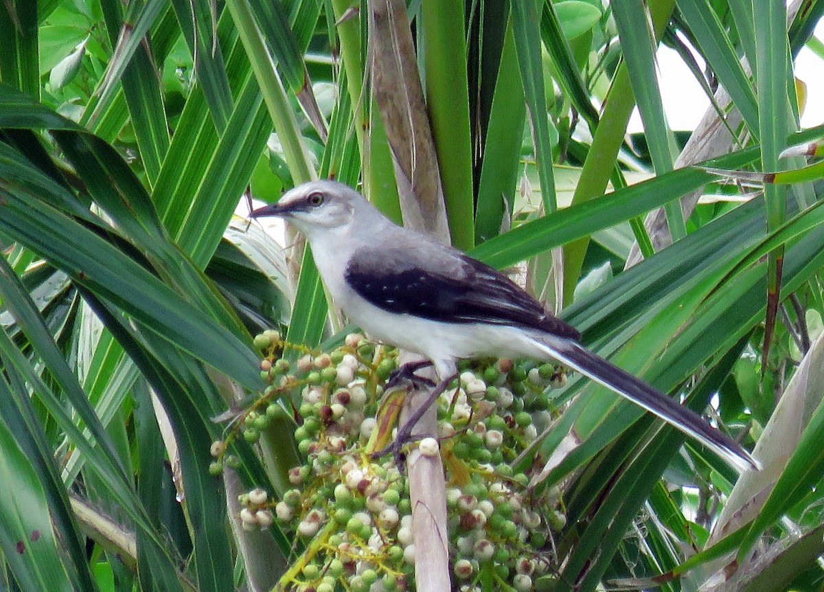 Tropical Mockingbird (Mayan) - Mark Salvidge