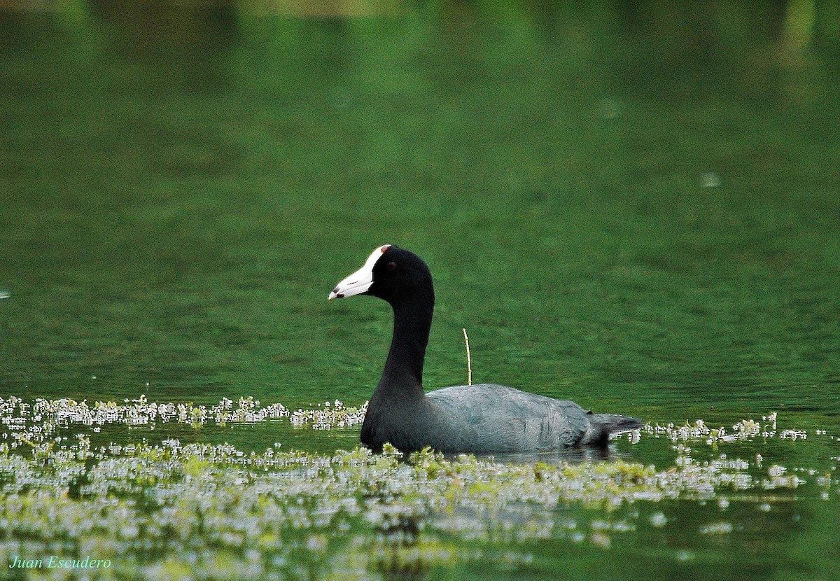 American Coot (White-shielded) - ML100710321