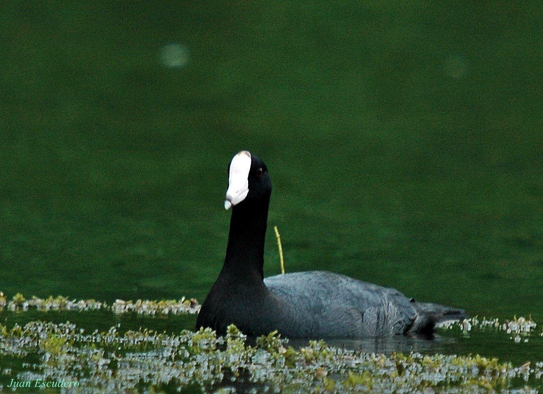 American Coot (White-shielded) - ML100710631