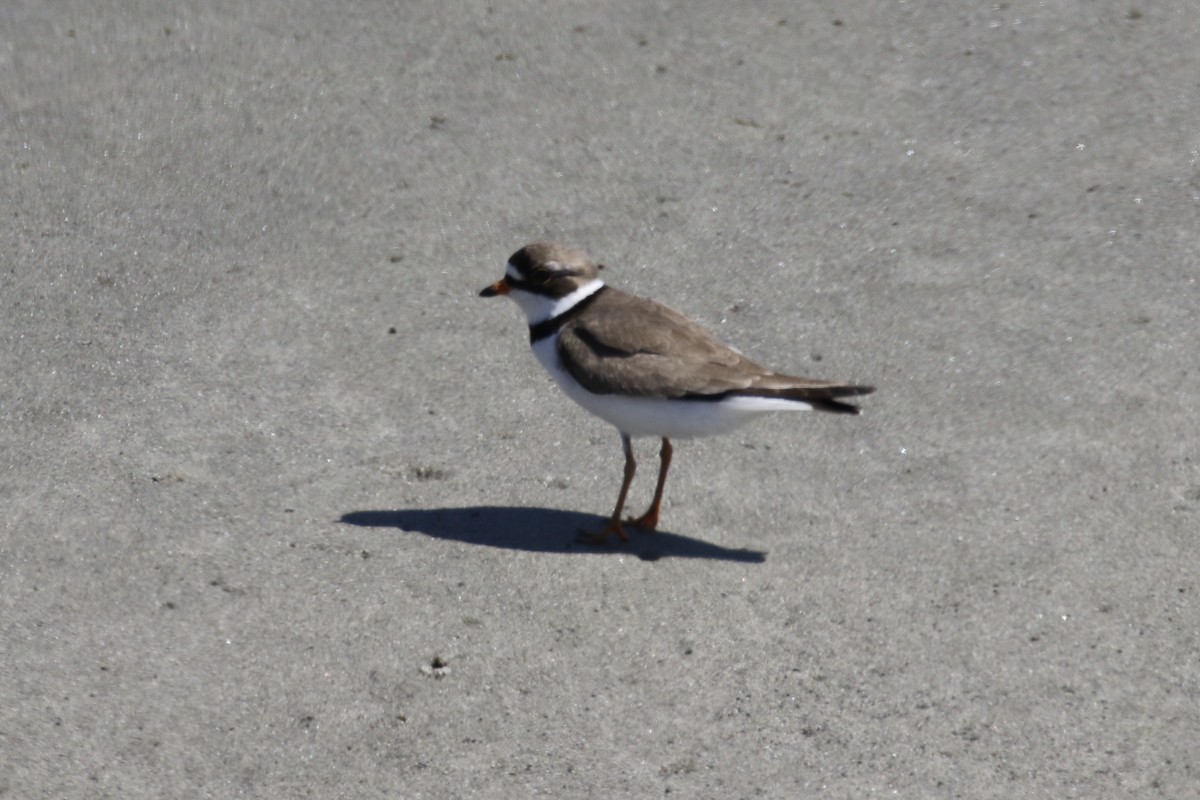 Semipalmated Plover - ML100711541
