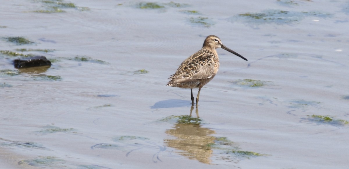 Long-billed Dowitcher - ML100713181