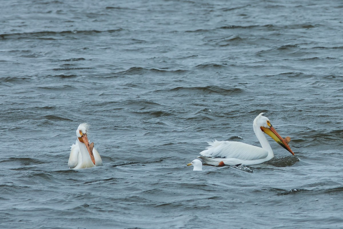 American White Pelican - Molly A. Hirst 🐑