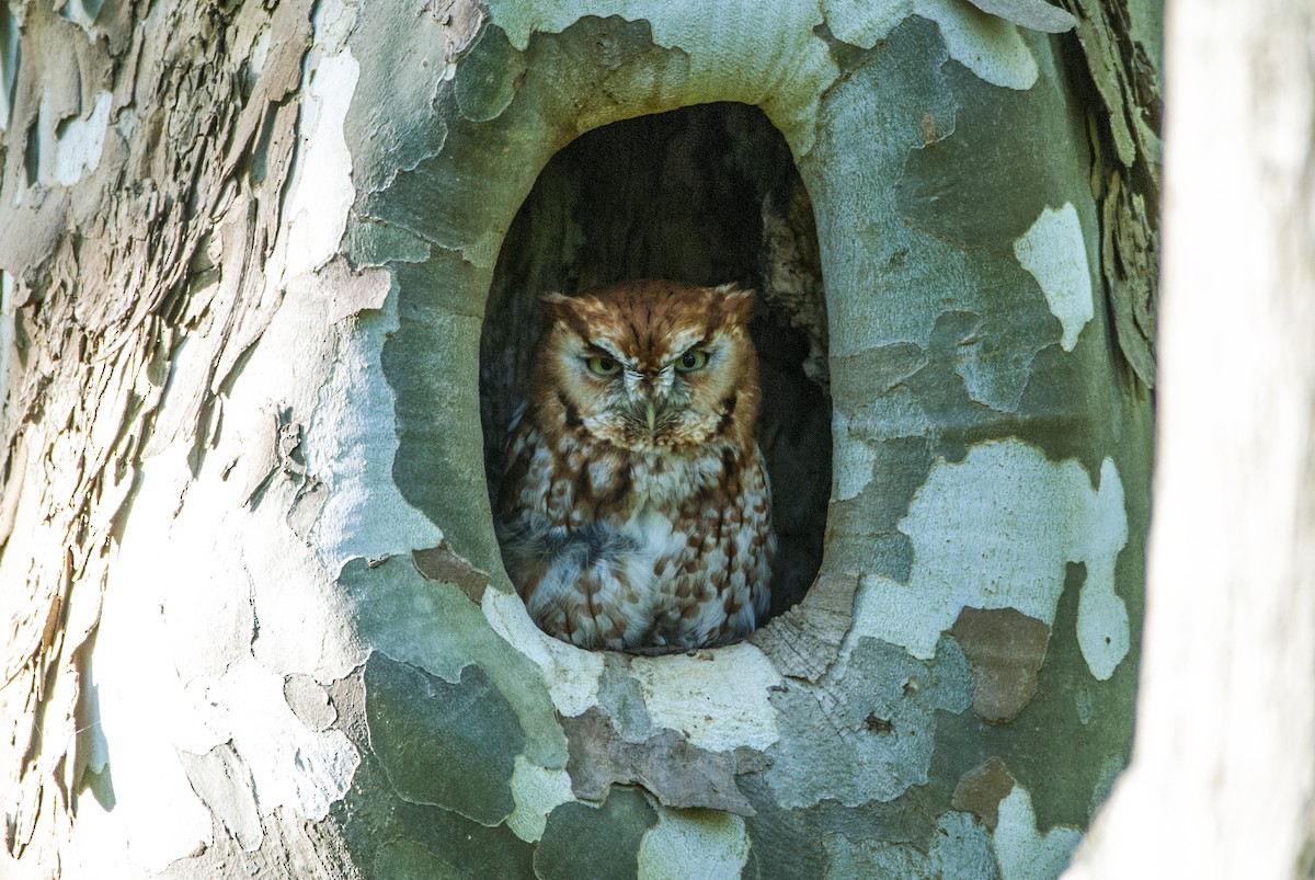 Eastern Screech-Owl - Andrew Simon