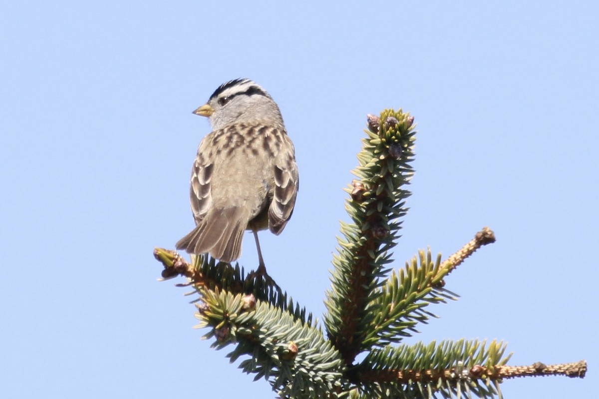 White-crowned Sparrow (pugetensis) - ML100713971