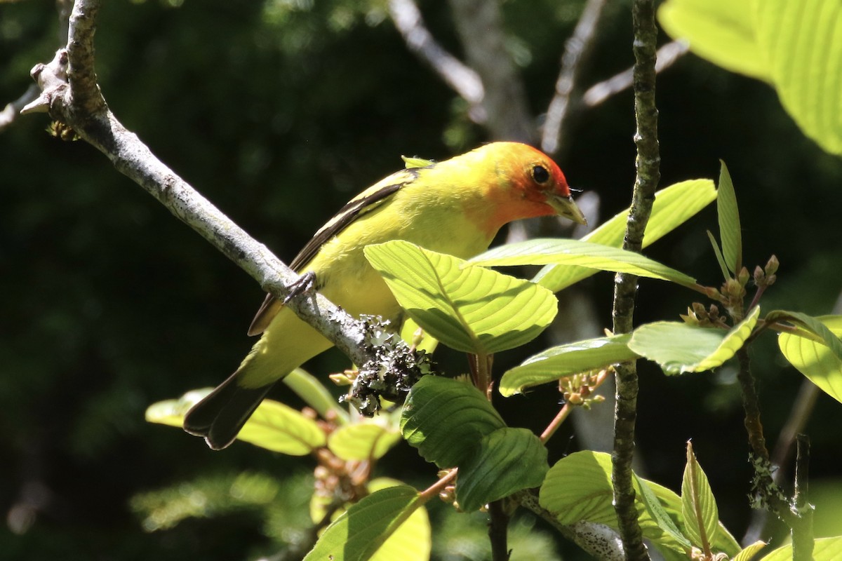 Western Tanager - ML100714731