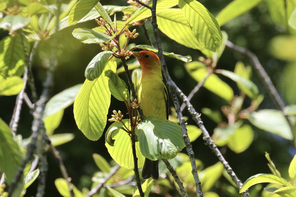 Western Tanager - ML100714741