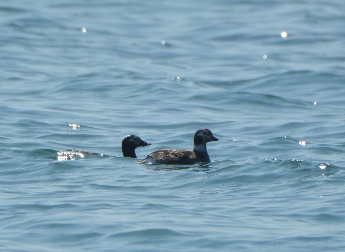 Long-tailed Duck - ML100720291