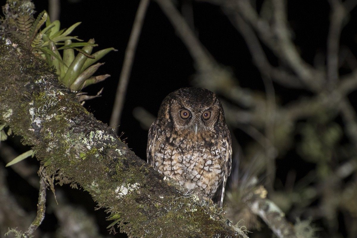 Long-tufted Screech-Owl - ML100721621