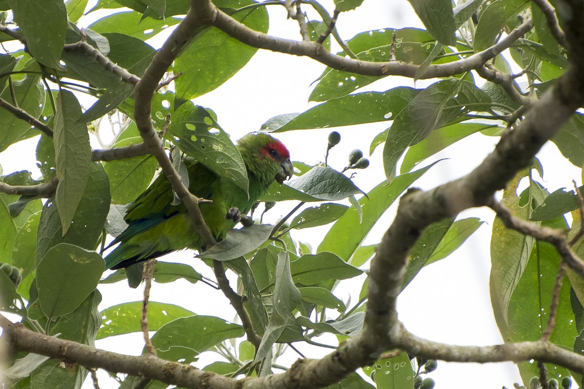 Pileated Parrot - ML100722131